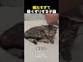 眠たすぎて寝ぐずりする子猫