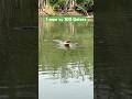 1 man vs 100 Gators #100menvs1gorilla #explorepage #everglades #crocodile
