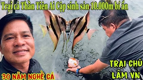 Trại cá Thần Tiên Ai Cập sinh sản bí ẩn 10000m-Thái Salem đi mỗi chân