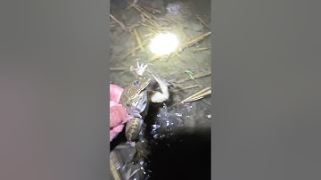 Soi ếch đồng mùa khô, cách soi ếch đồng hướng dẫn