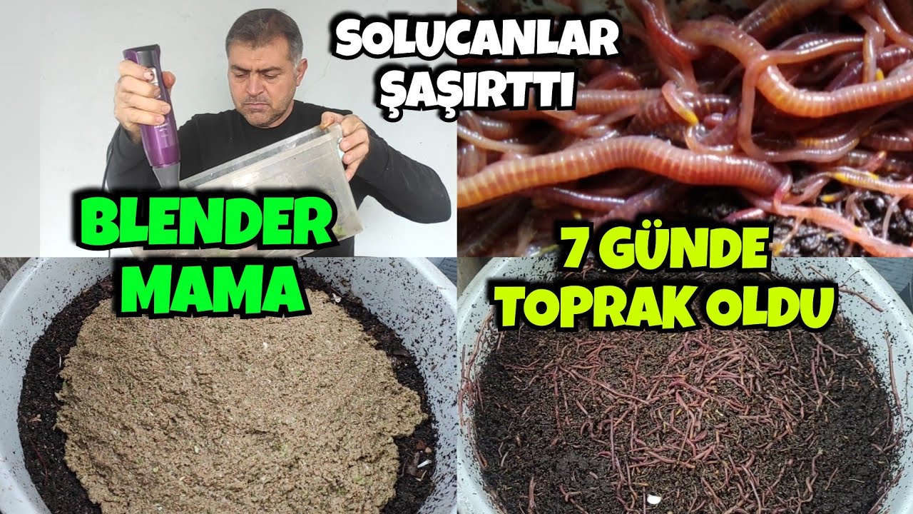 Blenderla Mama Verdik, 7 Günde Toprak Oldu! Solucanlar Şaşırttı!