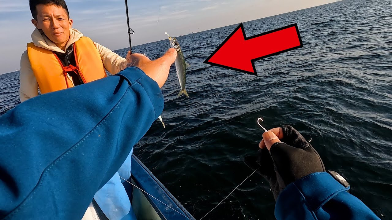 イワシをサビキで釣って落としてみると大きな魚に大変身！！！！