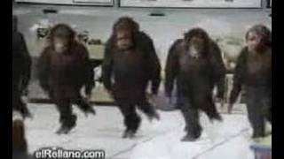 Riverdancing Chimpanze's