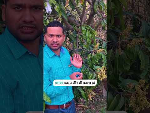 नीम से भागेंगी आम की बिमारी | Protect mango blooms for healthy harvest!