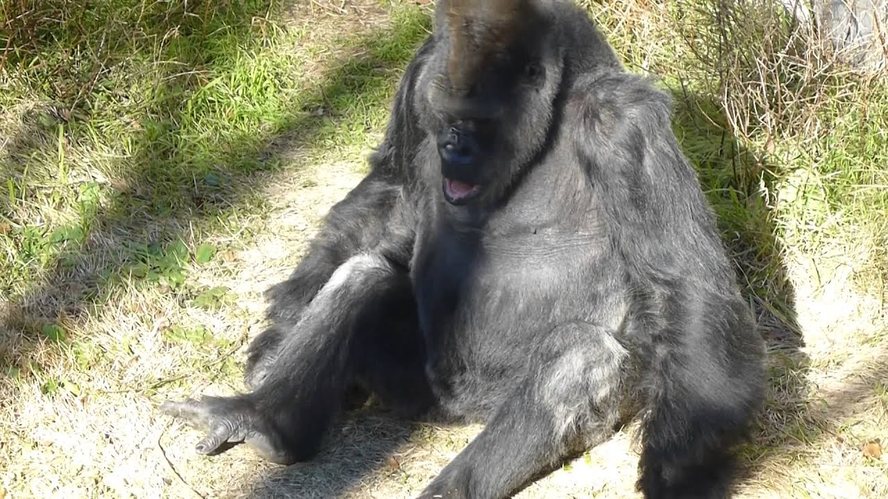Gorilla 日記 14