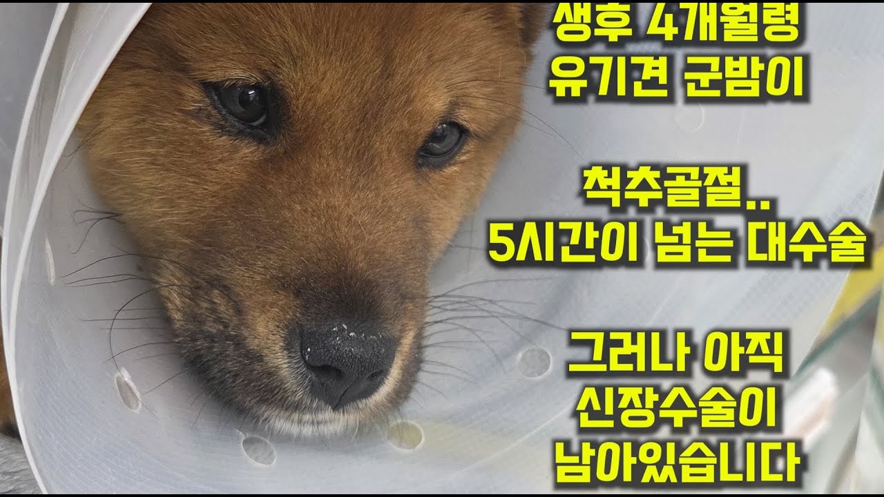 척추골절/5시간이 넘는 대수술을 버틴 유기견 군밤이/그러나 아직 신장수술이 남아있습니다/3월 6일 저녁 라이브 소통 방송
