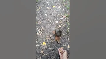 Белка укусила за палец.Я умру?