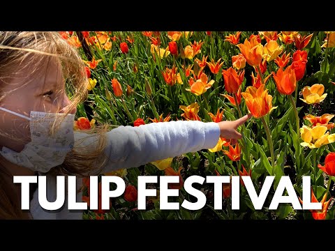 Tulip Festival