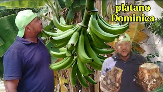 Plátano Dominica gigante Cómo separar y sembrar 2 cepas paso a paso