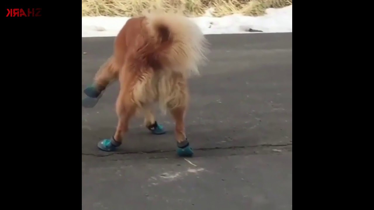 Ghetto Dog Tries on Shoes for the first time YouTube