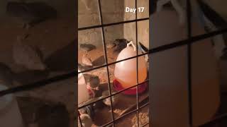 QUAIL FARMING DAY 17 #quailfarming #chicken #birds #easy farming