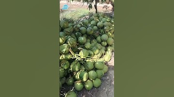 Xuất khẩu dừa tươi sang Trung Quốc