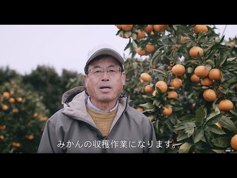 農作業マニュアル　ミカン