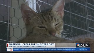 Hundreds of pets find homes through Clear The Shelters in East Texas