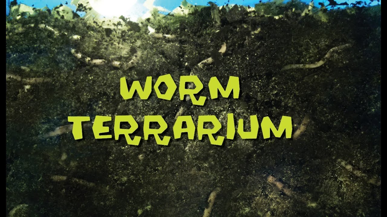 Worm Terrarium Timelapse Movie YouTube