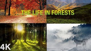 The life in Forests | The Forest Biome | Different Types of Forests | Tropical Temperate and Boreal|