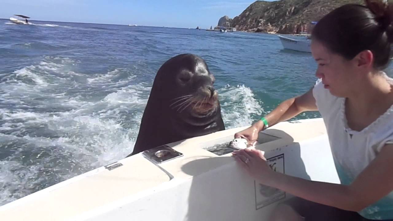 Feeding the sea lions!