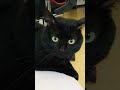 Bonjour d den qui est prt  jou super nergie aujourdhui  chatnoir cat cute