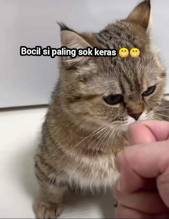 cil lucu #catlover #shorts #kucingimut #cat