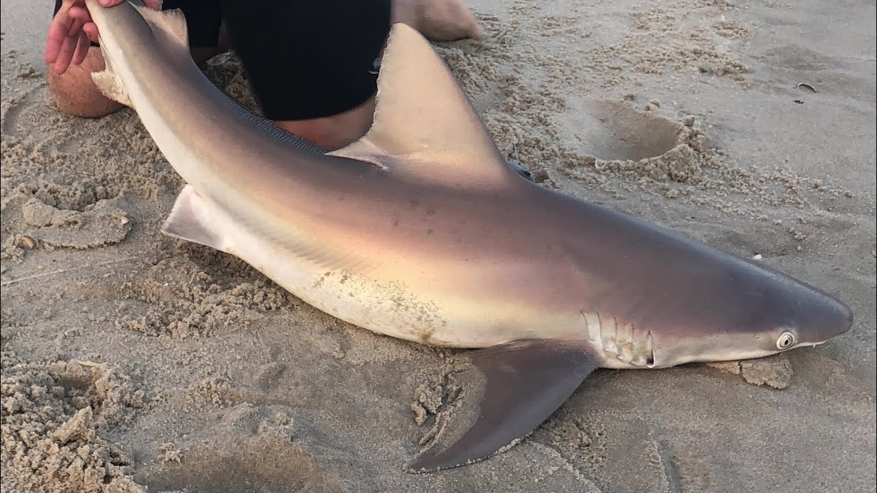 Surf Fishing for SHARKS and Stingrays on Spinning Tackle! YouTube