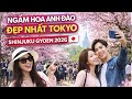 Ngắm Hoa Anh Đào Đẹp Nhất Tokyo Lễ Hội Sakura Tại Shinjuku Gyoen 2026