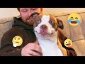 Dogs Being Silly – Best Funny Dog Videos 2025 🐶🤣 Part 45