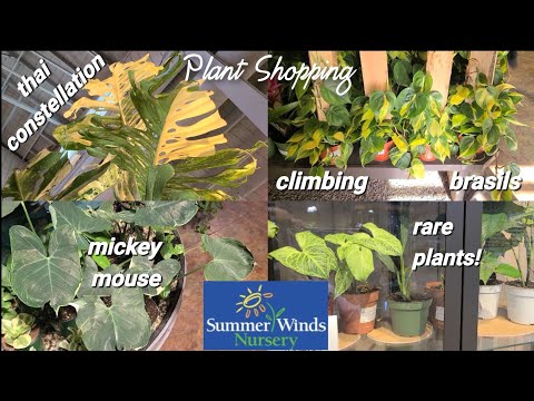 🌿🛒[PART2] Skip Shop Hoppin’, come HERE for Rare Houseplants! Summerwinds Nursery Plant Shopping 2023