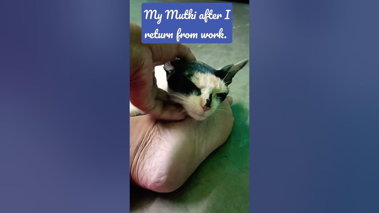 My cat won't leave my side after I return from work. youtubeshorts 