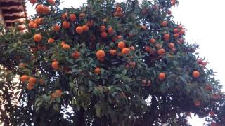 Orange Trees with fully grown oranges at Poble Espanyol, Spanish Village, Montjuic, Barcelona