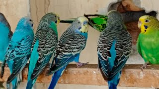 Over 12 Hours of Budgies Playing, Singing and Talking in their Aviary Budgie sounds for sad birds by Beel Pet Budgie Sounds  1,384 views 2 weeks ago 11 hours, 59 minutes