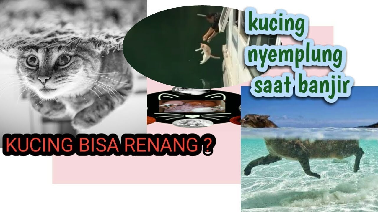 viral kucing nyemplung saat banjir kucing bisa berenang 