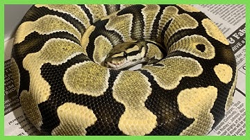 Weighing our Ball Pythons!