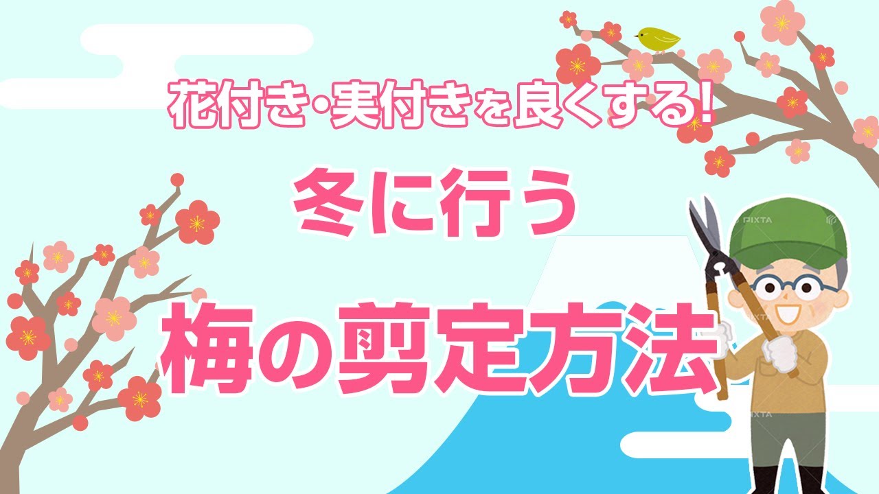 梅の木の剪定はいつどこを切るかがわかれば簡単 花付き 実付きをよくする剪定時期と方法 お庭110番