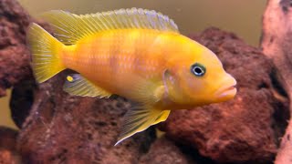 Adding a beautiful Kenyi African Cichlid to our 220 gallon aquarium!