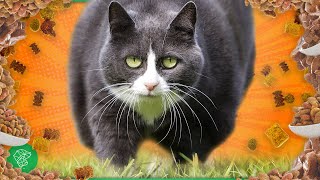 Fat Cats: How To Help A Lazy Feline Get In Perfect Shape