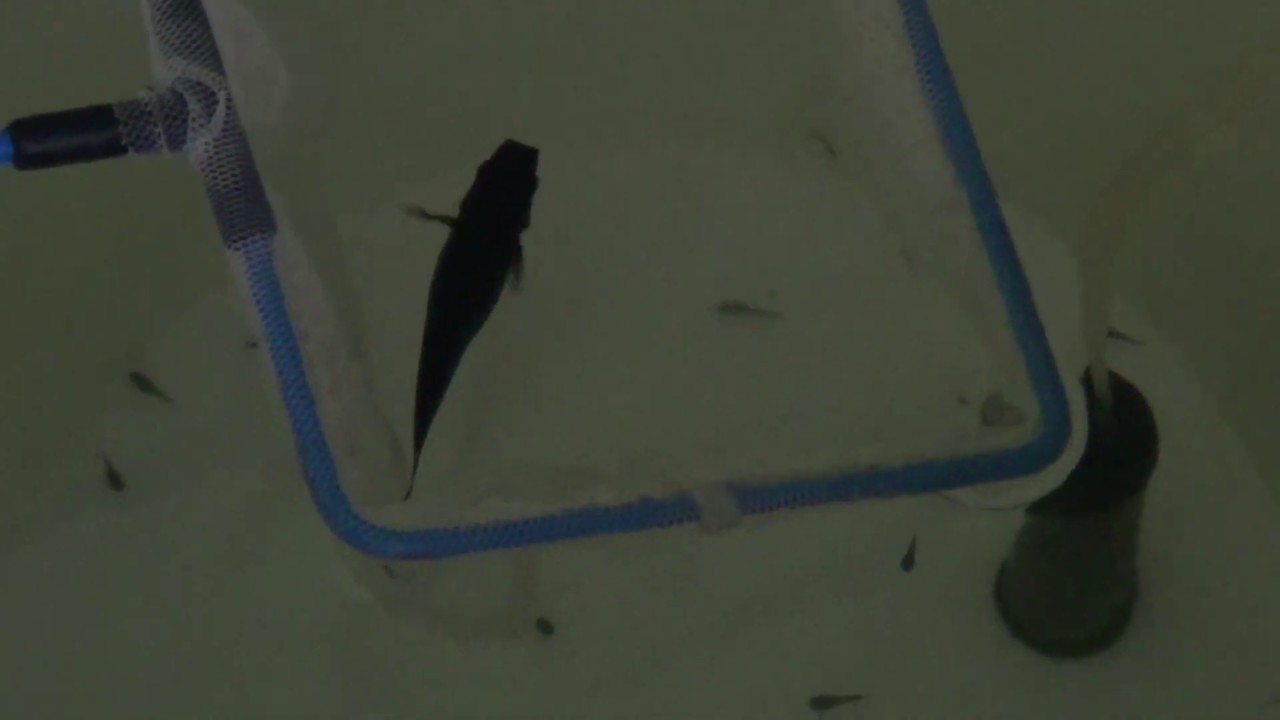 How to Take Care of Molly Fish Babies YouTube