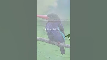 #الشيخ_ياسر_الدوسري #سورة_لقمان #اكسبلور #quran #قران_كريم