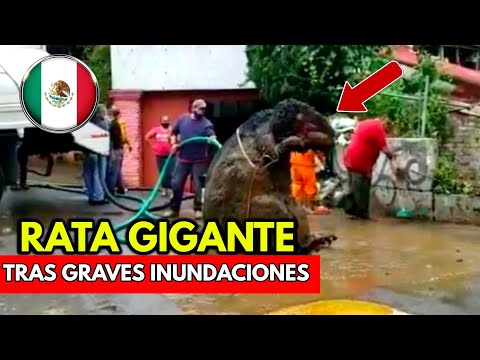Encuentran Una Rata Gigante en La Ciudad De Mexico Tras Fuertes Lluvias/Giant Rat Appears In Mexico.