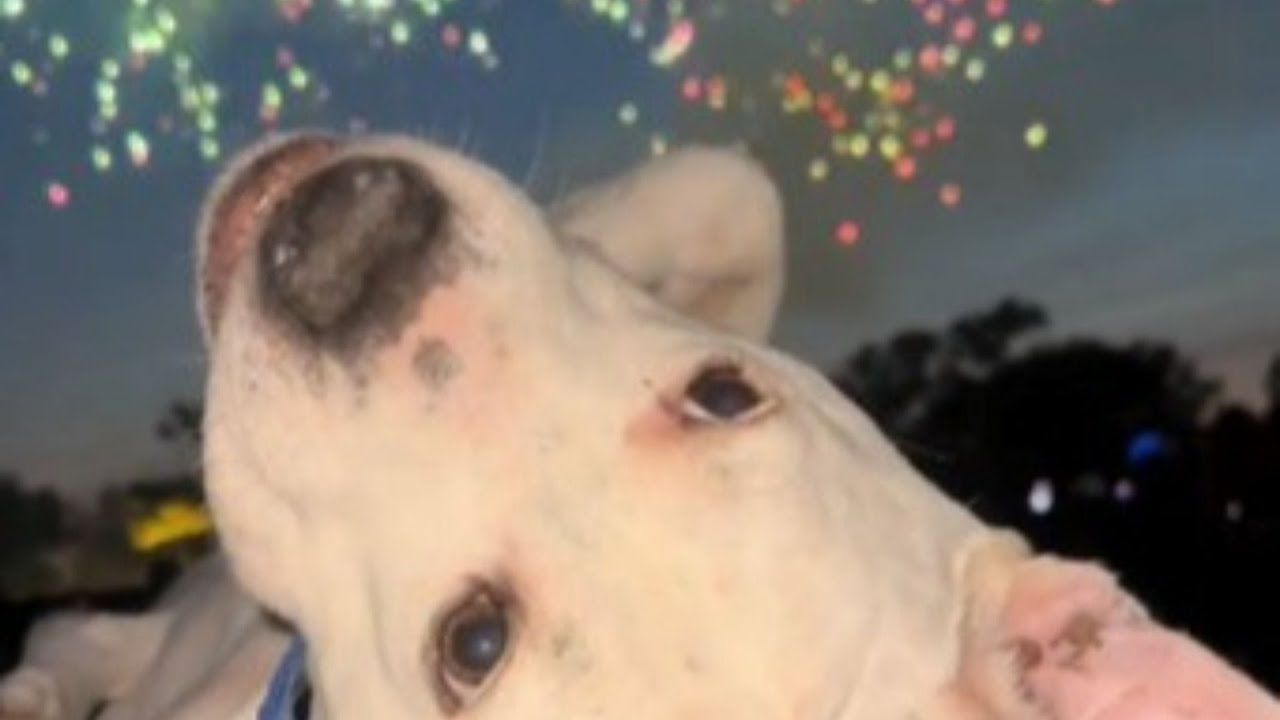 Pit Bull Rescued From Dogfighting Refuses to Leave His Stuffed Toy Behind