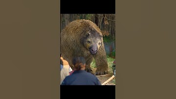 This is a prehistoric giant sloth. It should not eat people.#shorts