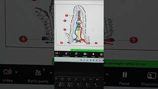 مراجعة الزغابة المعوية/الوسط الداخلي مكونات الدم/الدورة الدموية/الانزيمات/التنفس التخمر/منحنى بياني