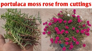 how to grow portulaca moss rose from cuttings