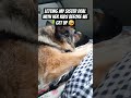 Parenthood is Hard #happydog #germanshepherd #dogtalk #gsd #shorts #funnydogs #dogshorts #funny #fyp