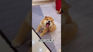 The love for these cute puppies grows day by day #dog #pet #cutedog #puppy #puppylove #cuteanimal