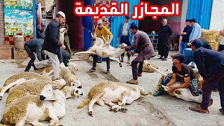 المجازر القديمة وصول الأضاحي إلى الدار البيضاء العجلة تنيا صردي بركي العجل موسم 2024