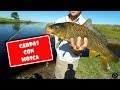 Carpas con mosca - Carp fly fishing