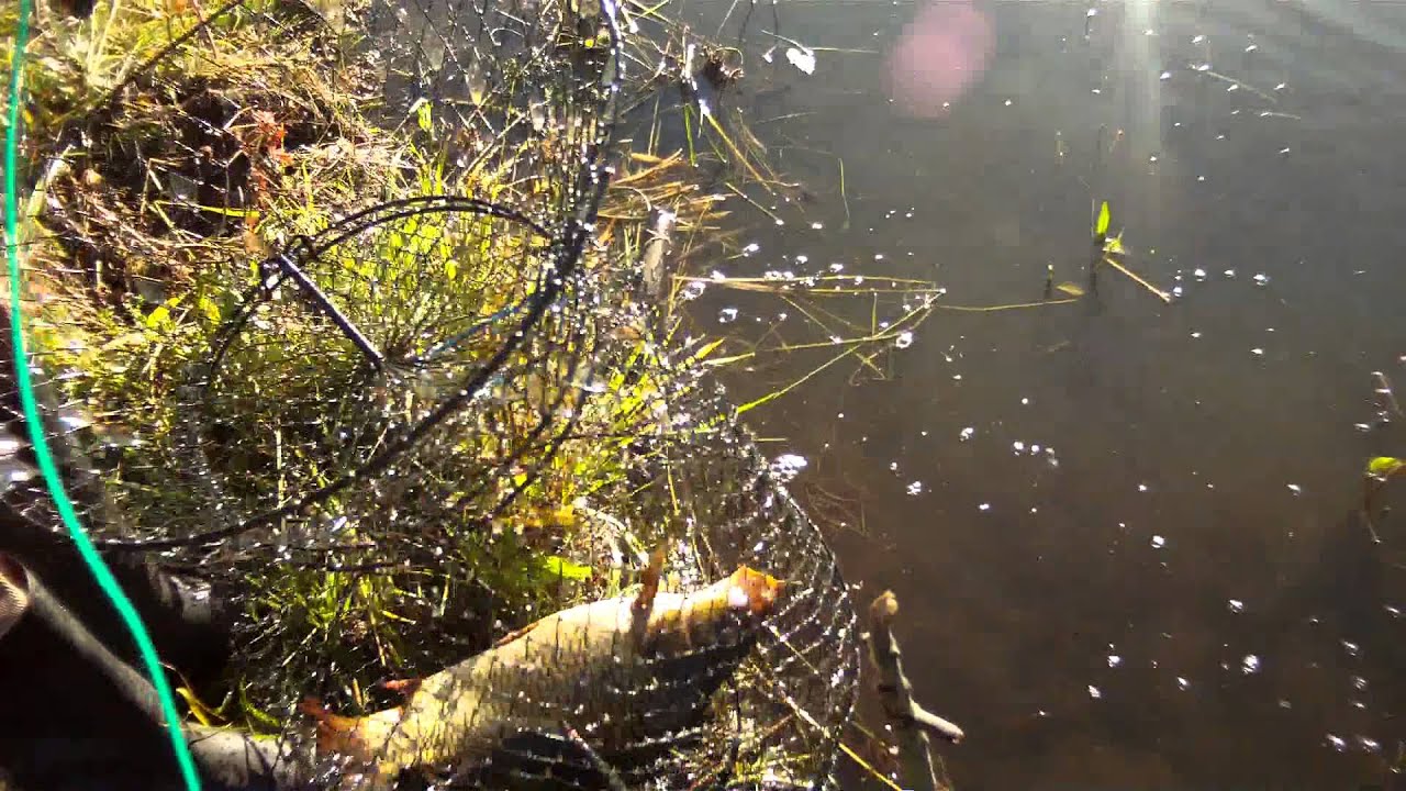 Утро,солнце,озеро.Highscreen Black Box Drive