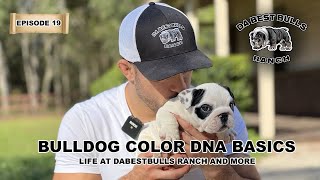 Episode 19 - The Science Behind the Coat: Bulldog DNA and Coloration Explored at DaBestBulls Ranch by DaBestBulls Ranch 6,091 views 1 year ago 55 minutes