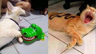 Try Not To Laugh Or Grin While Watching Funny Animals Compilation