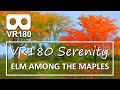 VR180 Serenity: Elm Among The Maples - 8 Minutes of Autumn Calm In Virtual Reality
